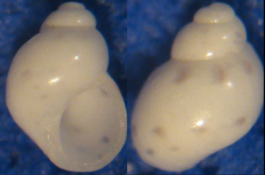 Tricolia pullus albina?